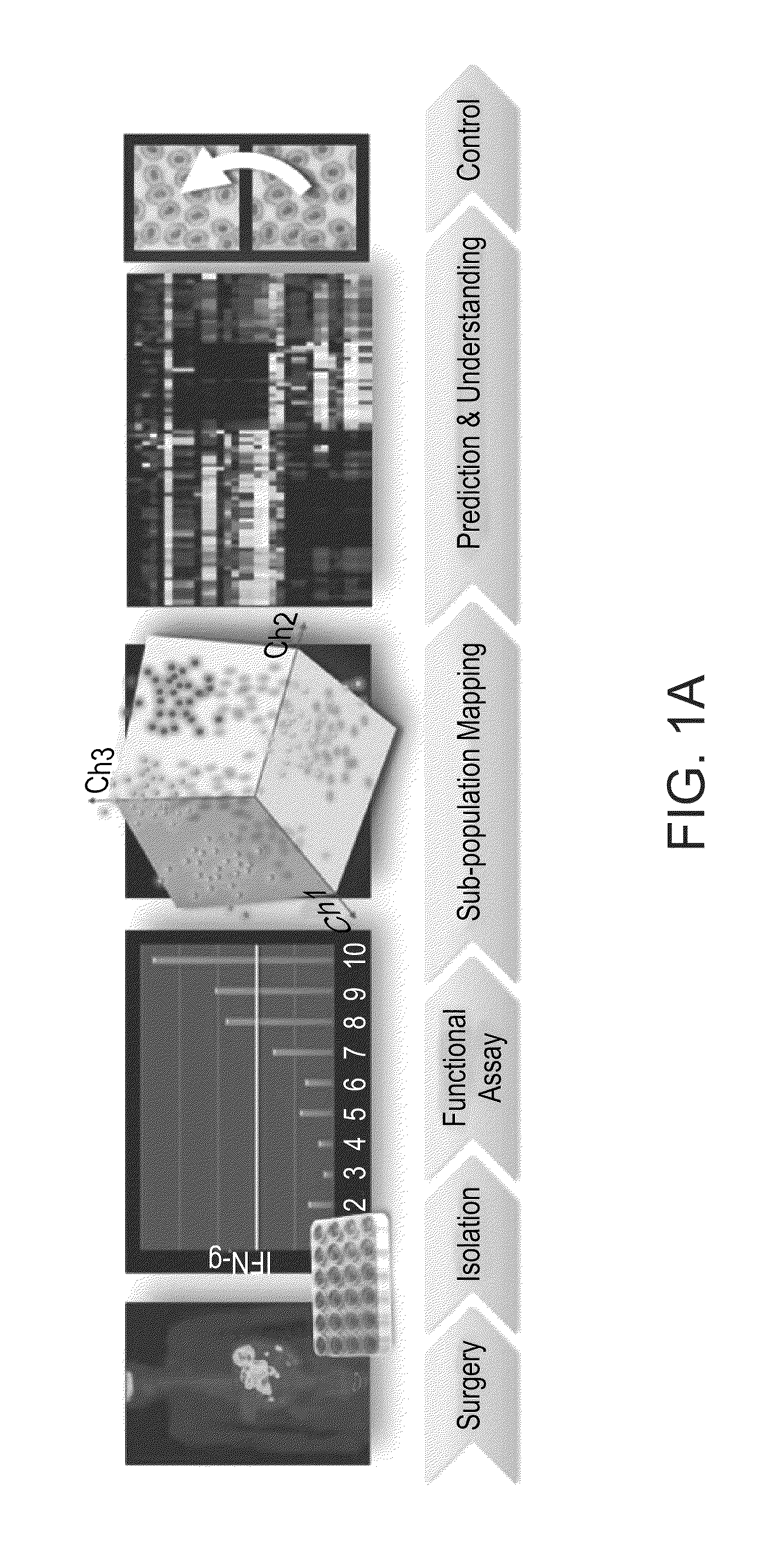 Method of predicting responsiveness to autologous adoptive cell transfer therapy