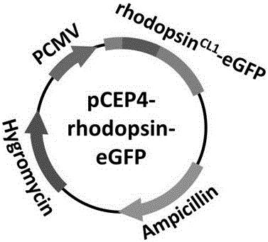 G protein-coupled receptor (GPCR) in-vivo tracking method and application