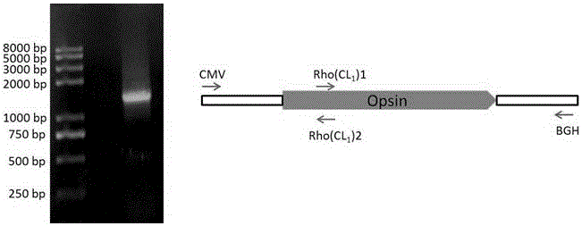 G protein-coupled receptor (GPCR) in-vivo tracking method and application