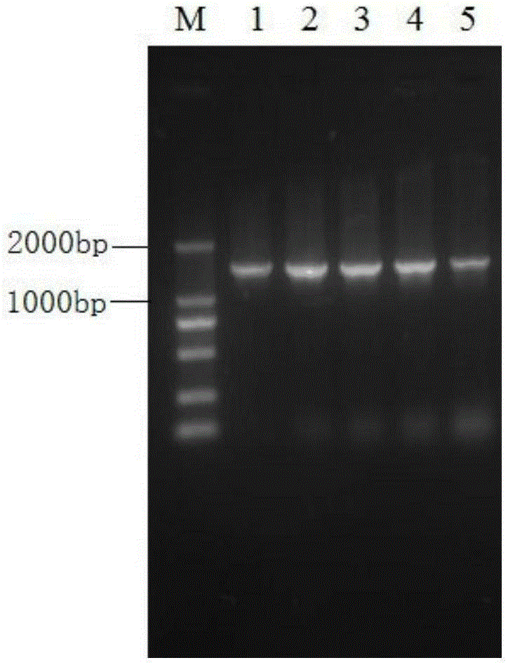 Recombinant plasmid capable of expressing soluble human papilloma virus 16 subtype L1 protein and expression method thereof