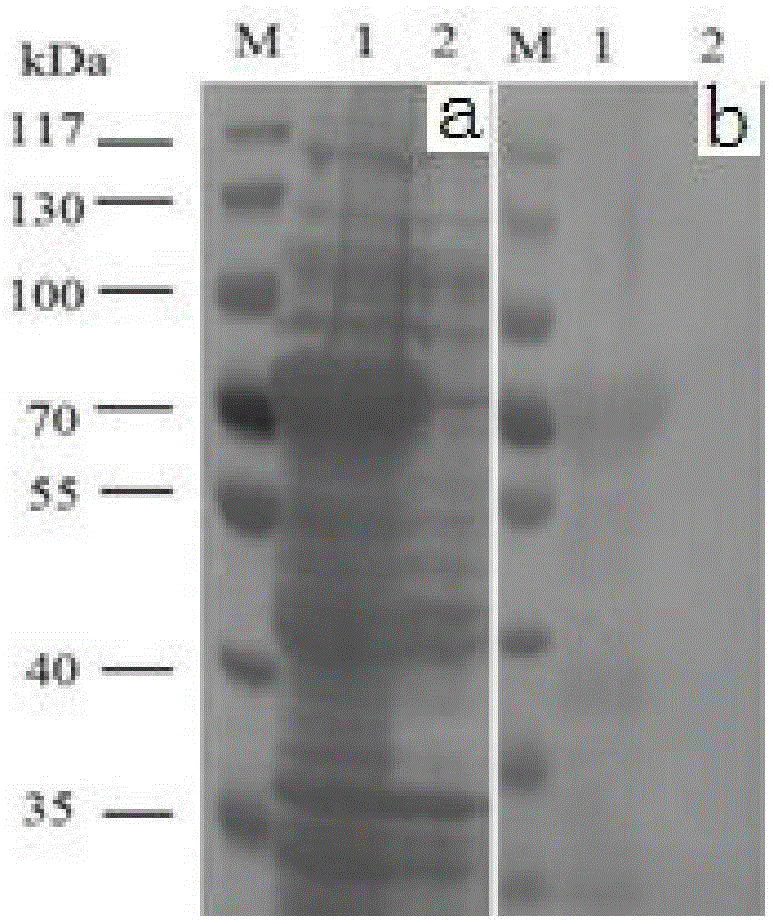 Recombinant plasmid capable of expressing soluble human papilloma virus 16 subtype L1 protein and expression method thereof