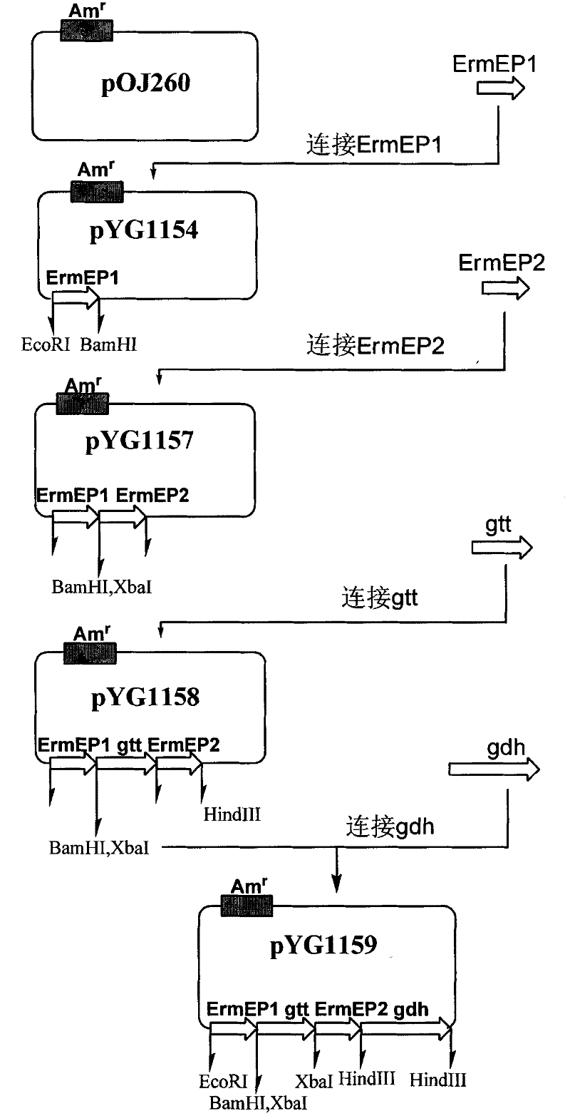 Gene engineering bacteria capable of highly producing pleocidin and preparation method thereof