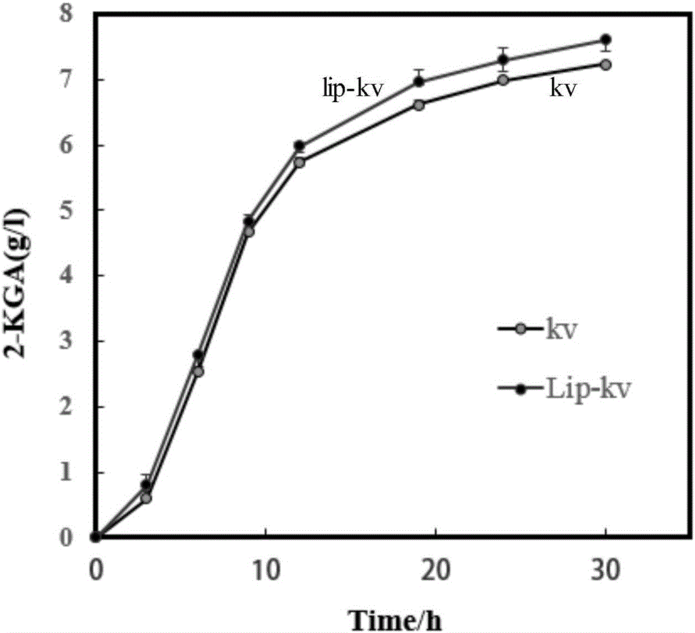 One group of DNA (Deoxyribose Nucleic Acid) molecules, recombinant vector, recombinant ketogulonigenium sp and method for producing 2-keto-L-gulonic acid