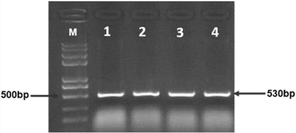 Application of OsKTN80b gene in terms of reducing rice plant height