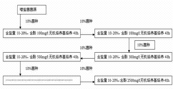 Halophilic bacterial agent and preparation method thereof as well as biological treatment system fixed with bacterial agent and application thereof