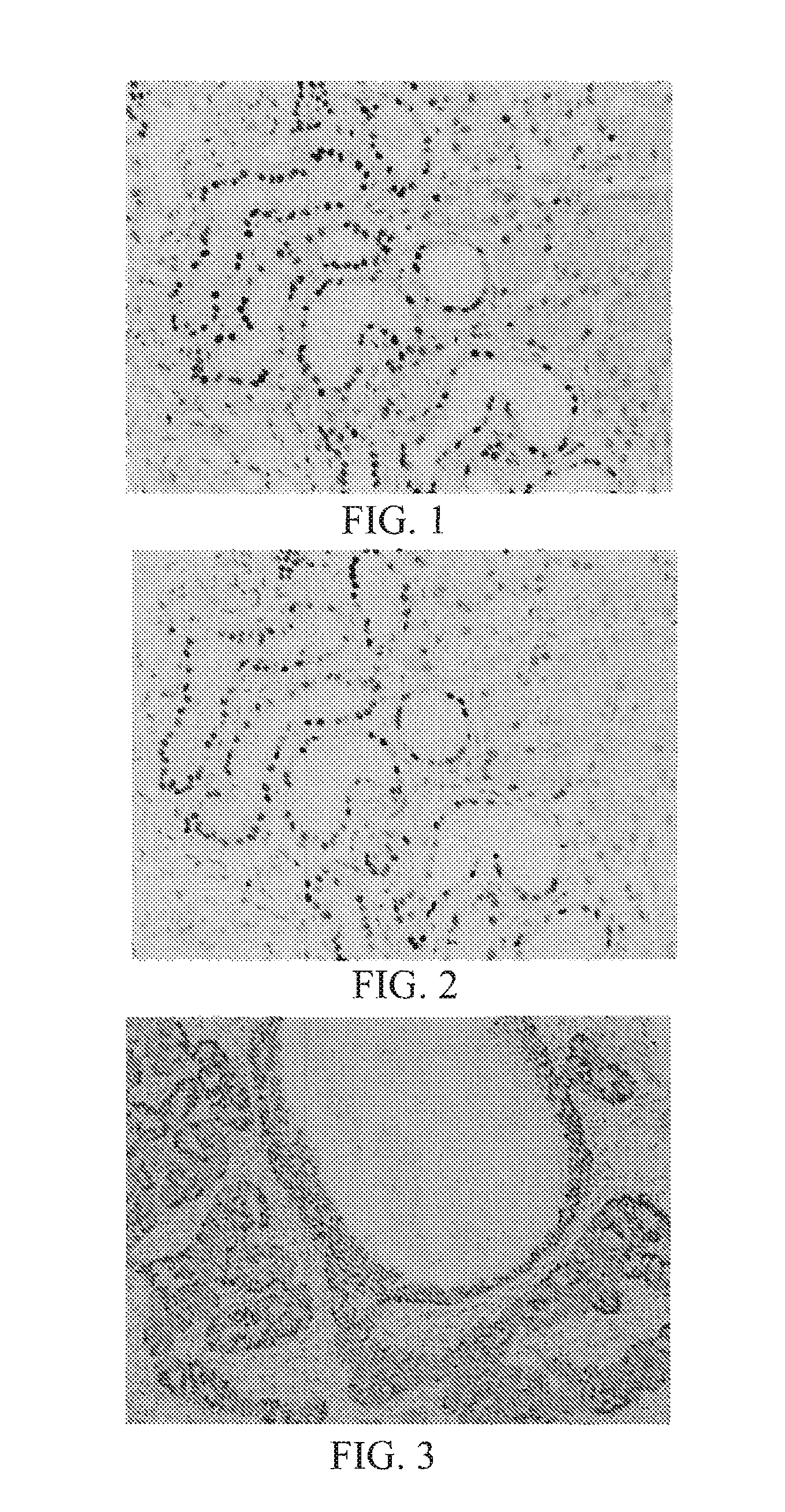 Systems and methods for anti-PAX8 antibodies