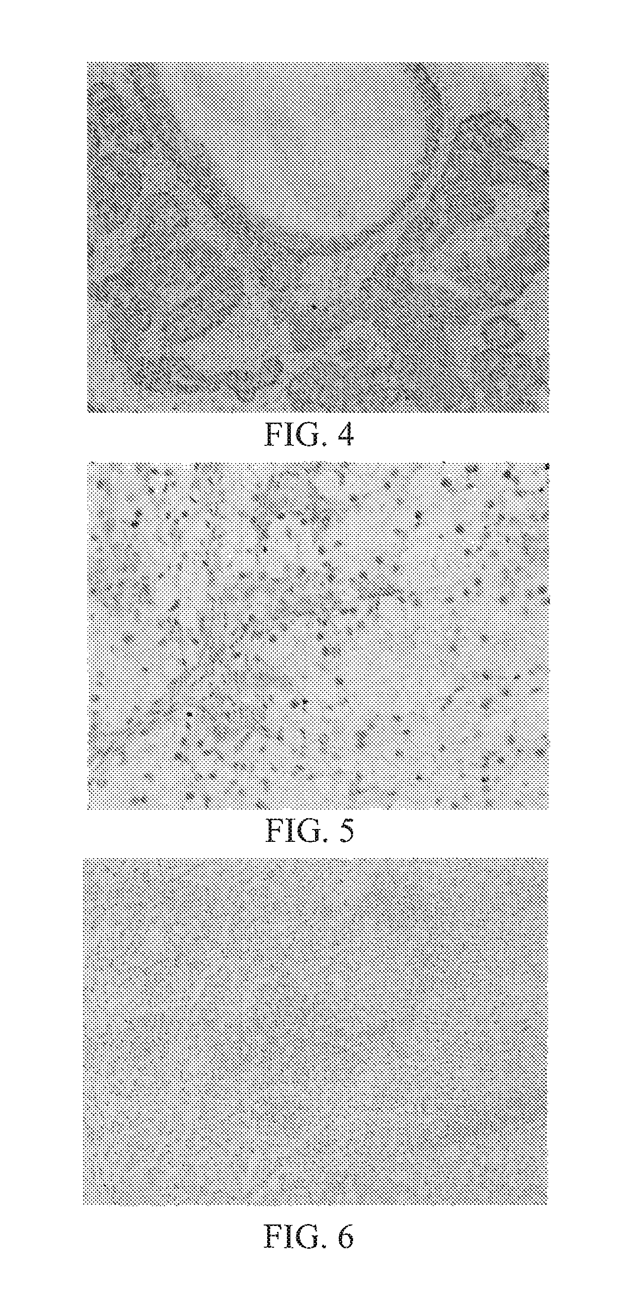 Systems and methods for anti-PAX8 antibodies
