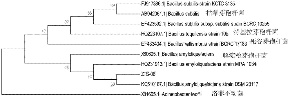 A strain of Bacillus amyloliquefaciens and its application