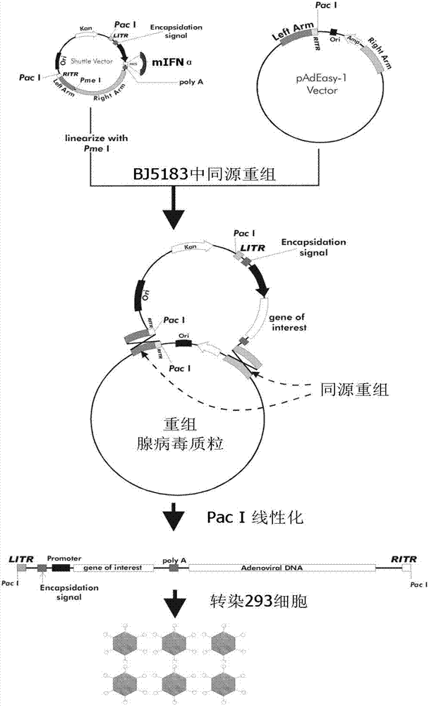 Porcine alpha interferon mature-protein recombinant adenovirus, construction method and application thereof