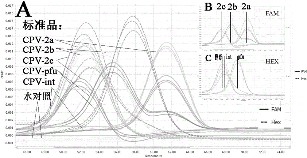 Two-color fluorescence PCR primer, probe and method for quickly distinguishing canine parvovirus vaccine strain from wild strain