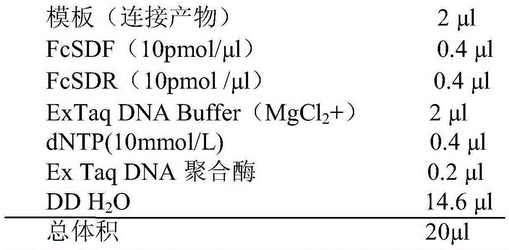 DNA (deoxyribonucleic acid) sequence tag for identifying genetic sex of fenneropenaeus chinensis and application thereof