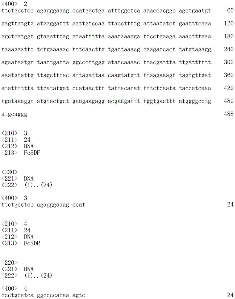DNA (deoxyribonucleic acid) sequence tag for identifying genetic sex of fenneropenaeus chinensis and application thereof