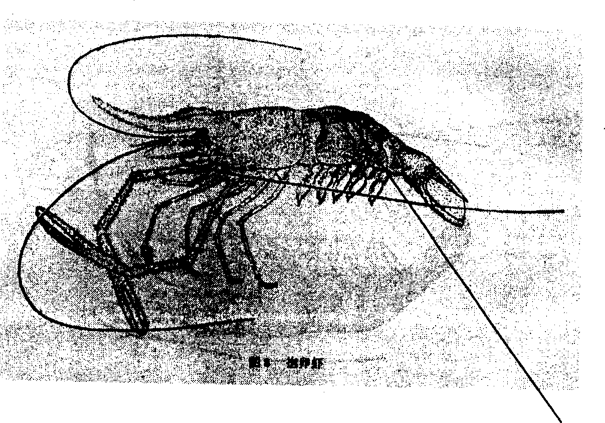 Simple and fast light microscope detection technology for blood and lymph of live shrimp and crab