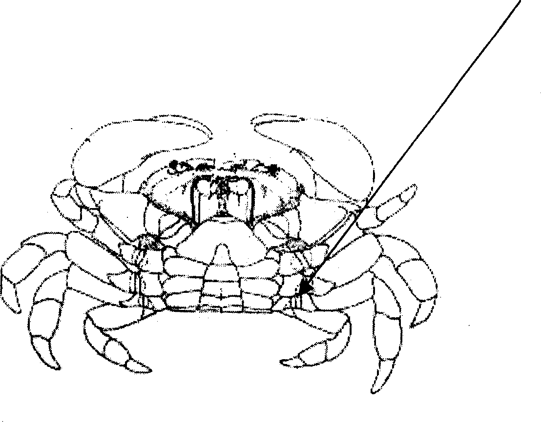 Simple and fast light microscope detection technology for blood and lymph of live shrimp and crab