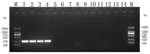 Peronophythora litchii molecular detection primers and detection method thereof