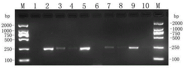 Peronophythora litchii molecular detection primers and detection method thereof