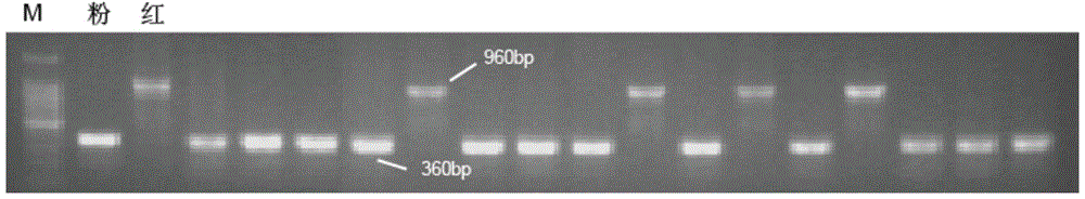 Molecular marker related to color property of tomato fruit and application thereof