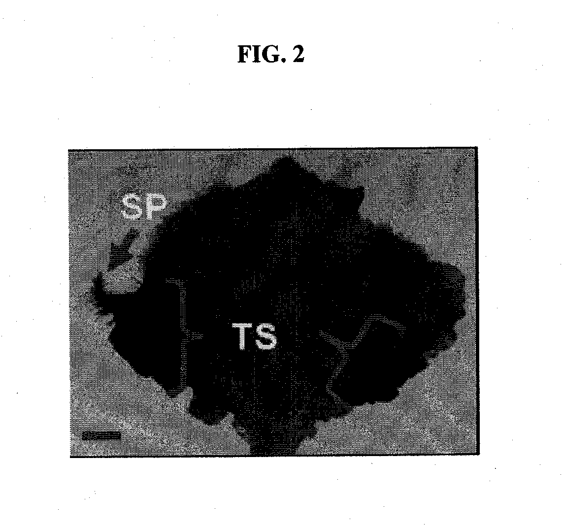 Methods for rapidly transforming monocots