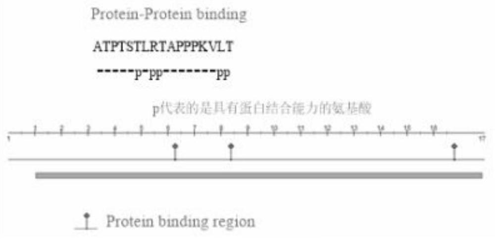 Vaginal secretion derived polypeptide and application thereof in inhibition of candida albicans infection