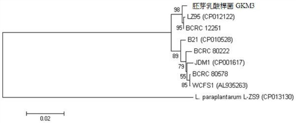 Lactobacillus plantarum and its use in lowering blood lipid, liver function index, uric acid and anti-inflammation