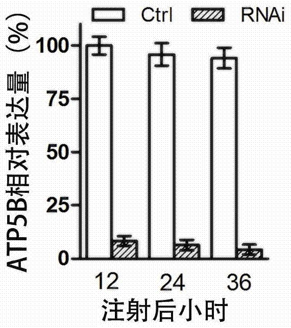 An East Asian locust atp synthase β subunit gene and its dsRNA application in pest control