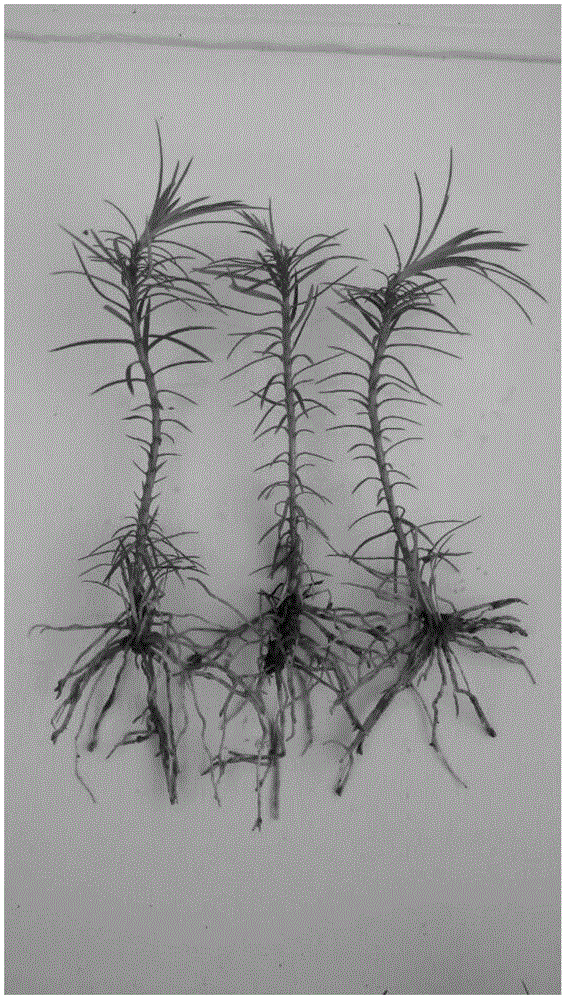 Out-bottle one-step plantlet developing method for rootless test-tube cunninghamia lanceolata seedlings