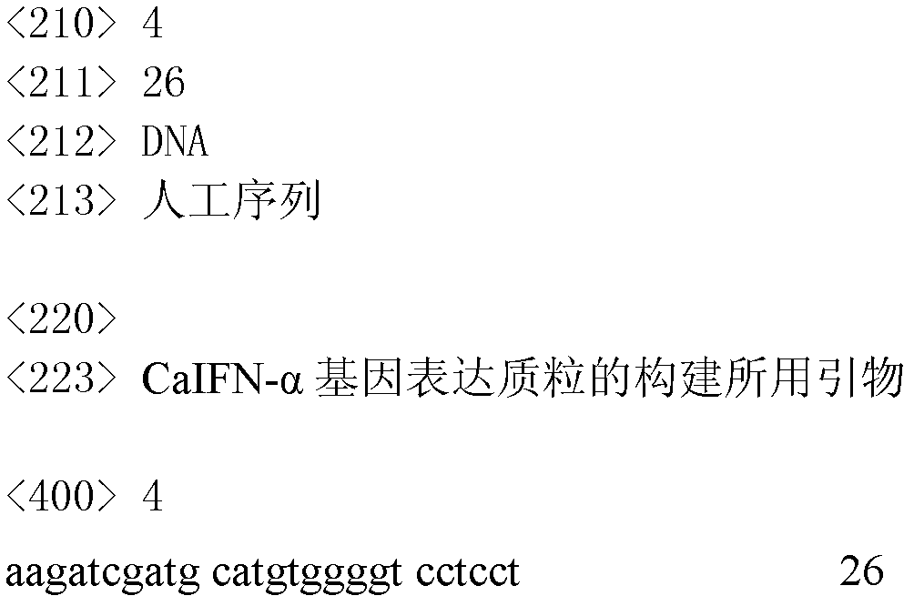 Construction method and application of canine caifn-α gene expression plasmid