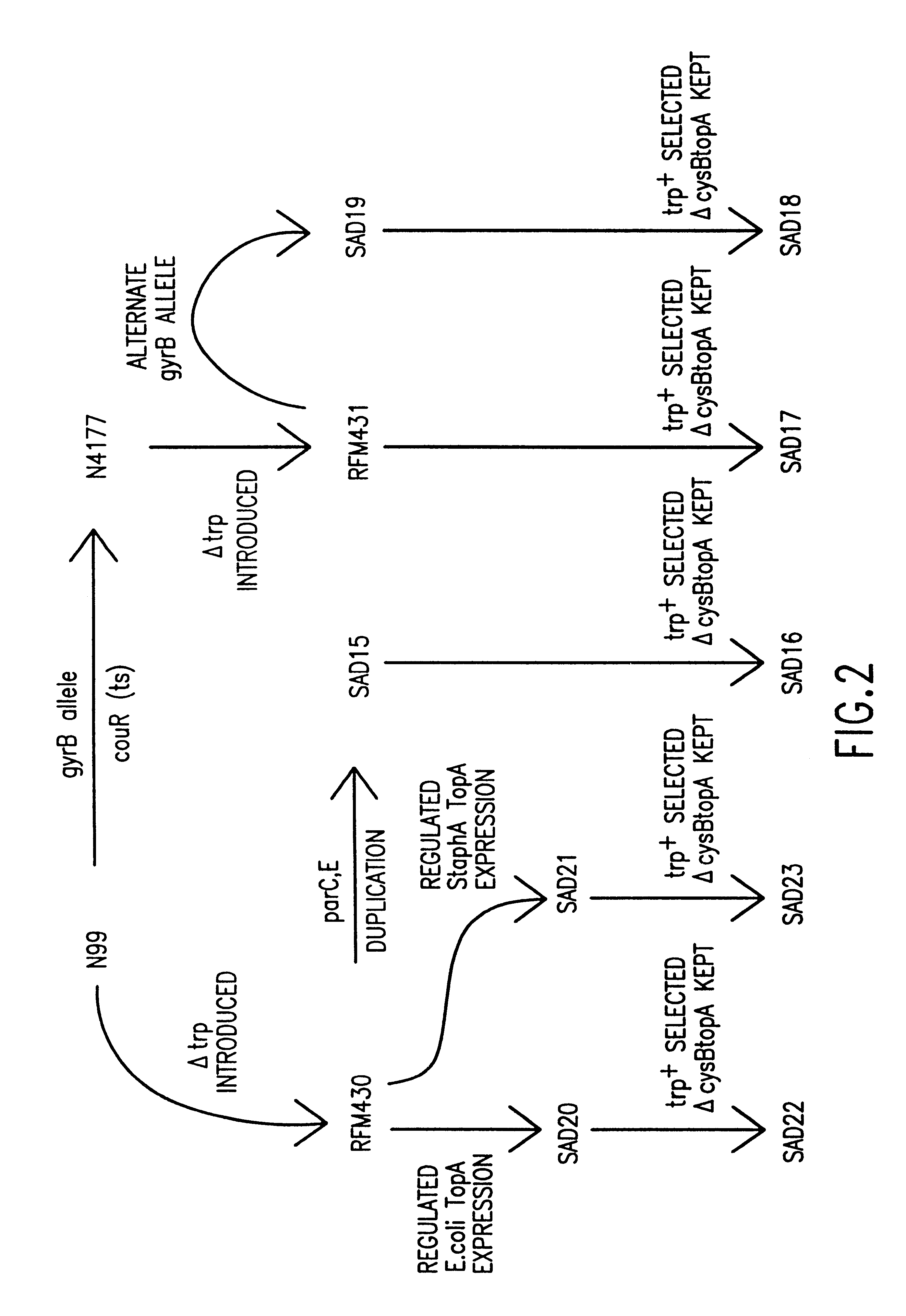 Methods and compositions for modulation of bacterial topoisomerase enzymes