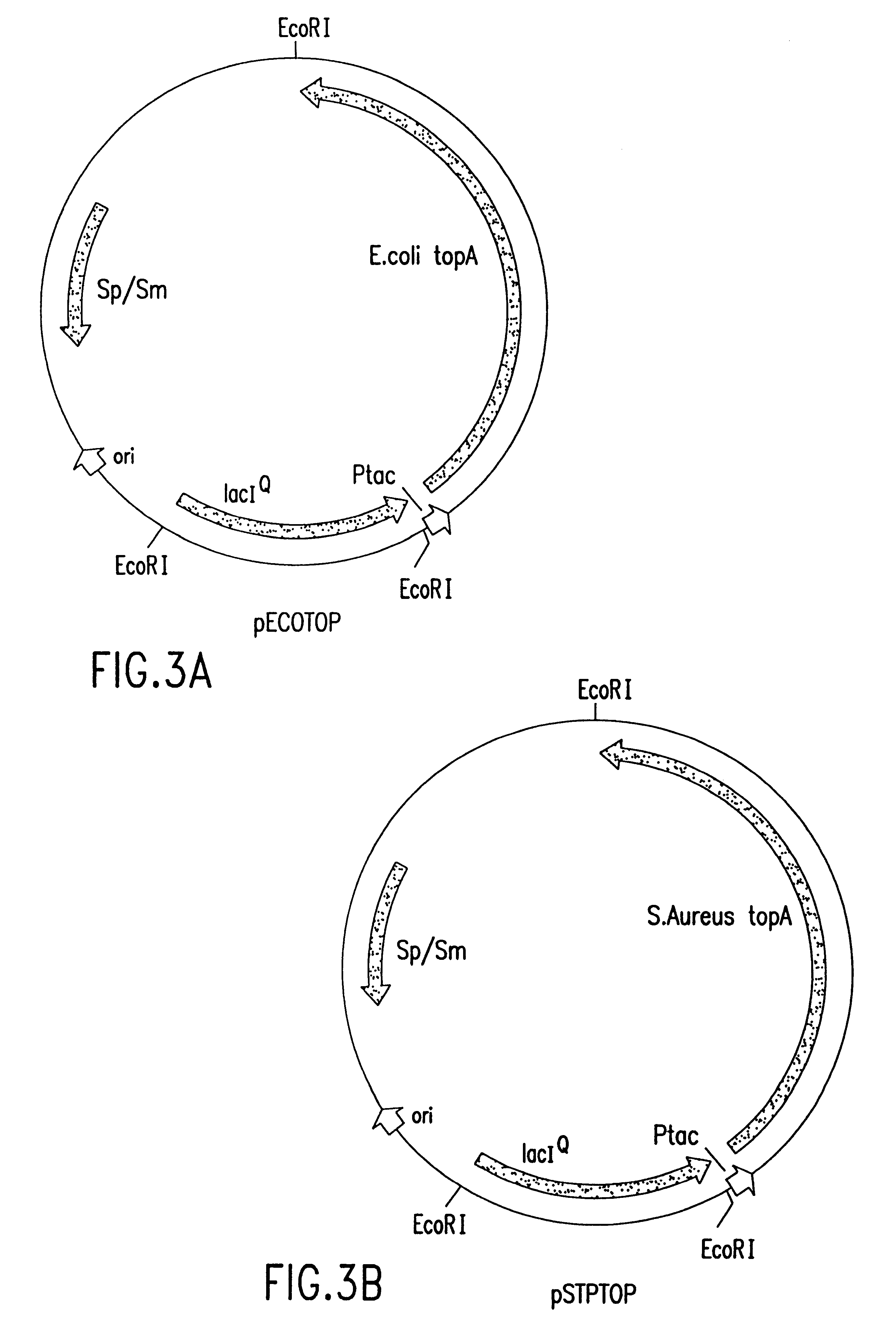 Methods and compositions for modulation of bacterial topoisomerase enzymes