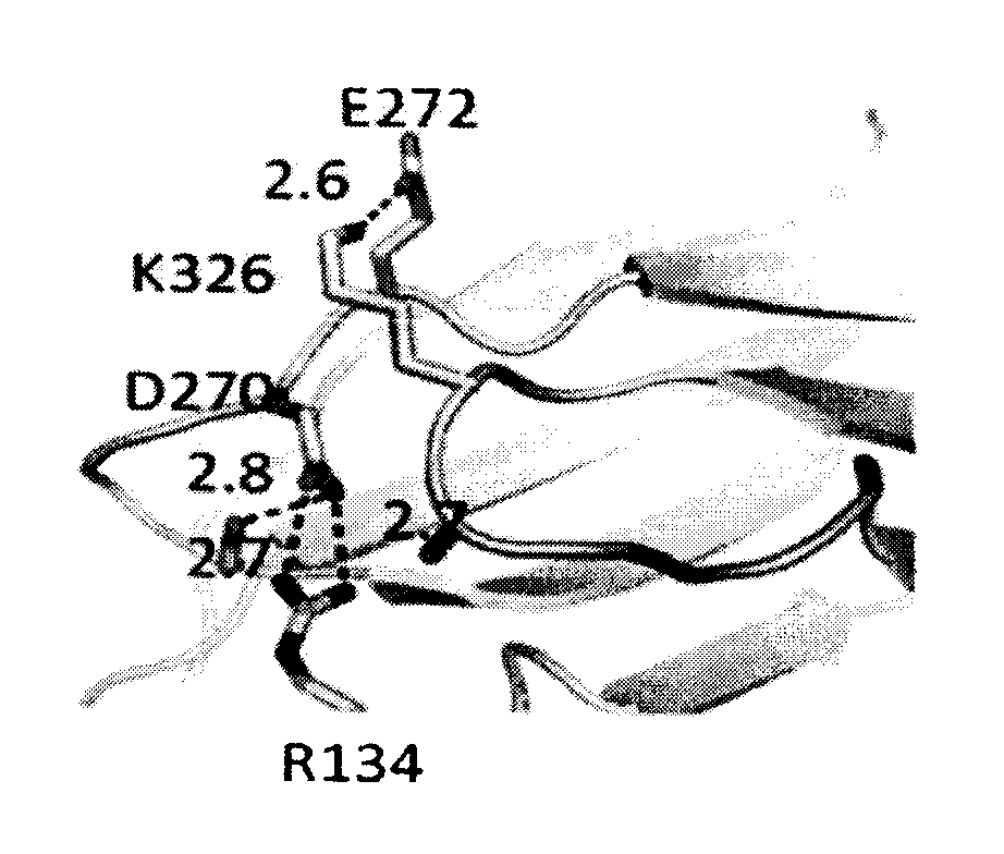Antibodies with Enhanced or Suppressed Effector Function