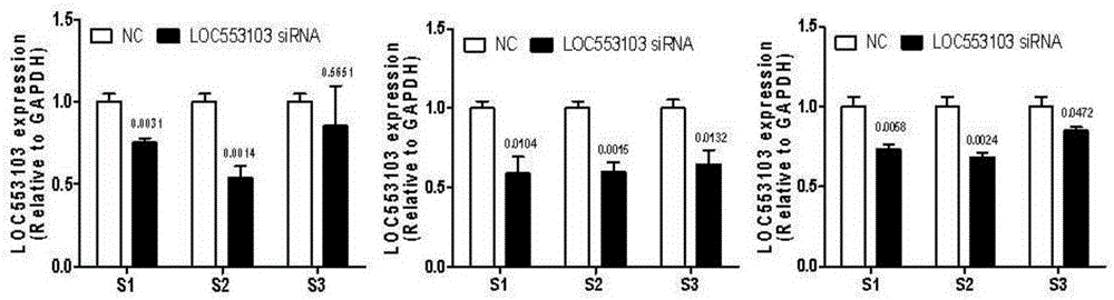 Application of long-chain non-coding RNA (ribonucleic acid) gene LOC553103 in preparation of nasopharynx cancer prognosis preparation