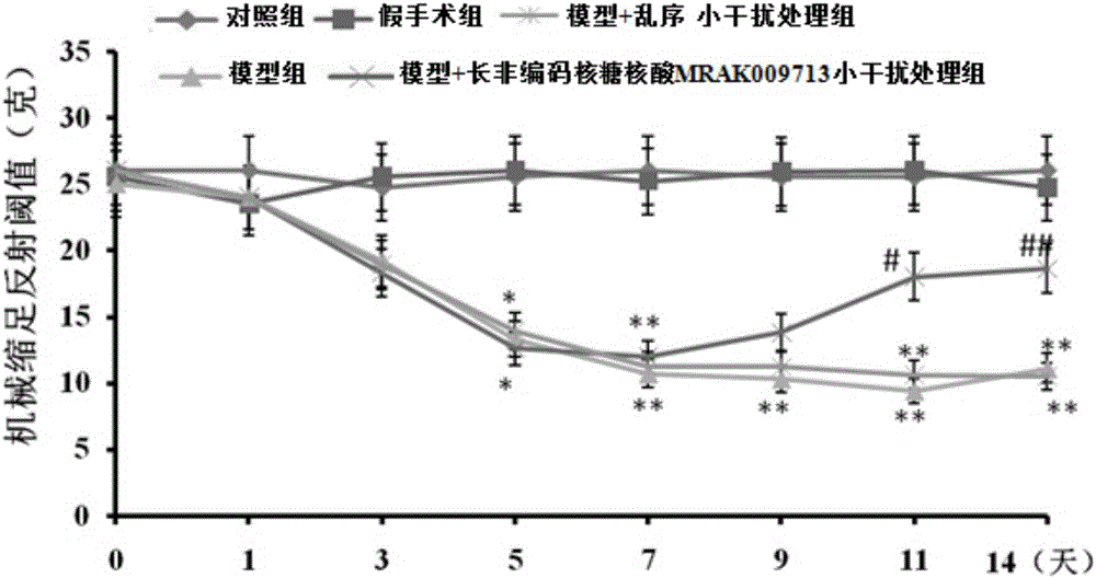 Application of small interfering RNA of long non-coding ribonucleic acid MRAK009713 to preparation of drugs for treating neuropathic pain