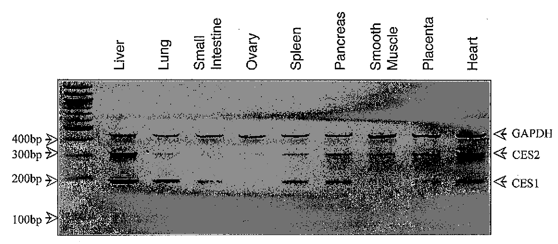 N4 modifications of pyrimidine analogs and uses thereof
