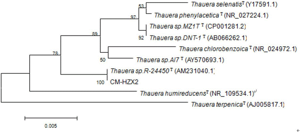 Thauera bacterial strain and application thereof