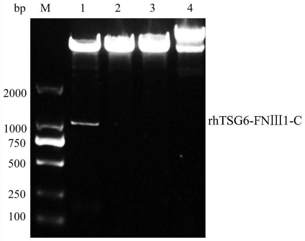 A kind of rhtsg6-fnⅢ1-c fusion protein and its use in skin care composition and its preparation method