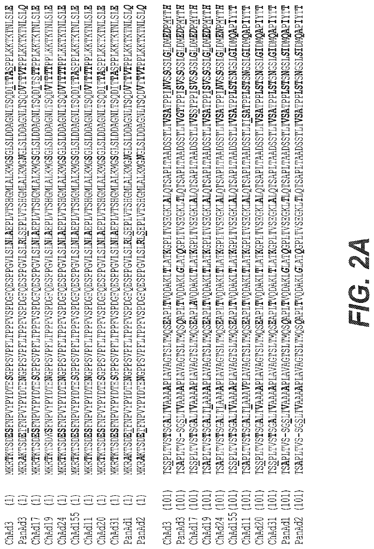 Chimpanzee adenovirus constructs with lyssavirus antigens