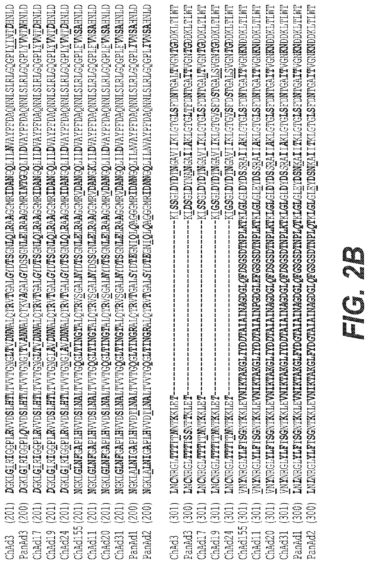 Chimpanzee adenovirus constructs with lyssavirus antigens