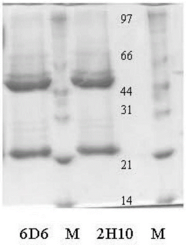 Hybridoma cell strain, foot-and-mouth disease resistant O-type (O/GX/09-7) virus specificity monoclonal antibody secreted by hybridoma cell strain and application of hybridoma cell strain and antibody to detection of foot-and-mouth disease O-type viruses