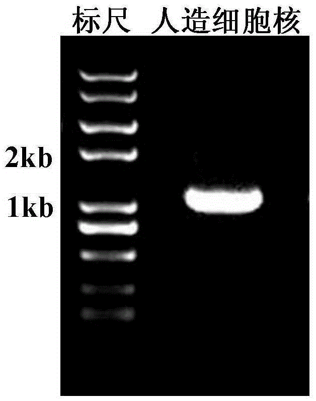 Preparation method of eukaryotic cell model