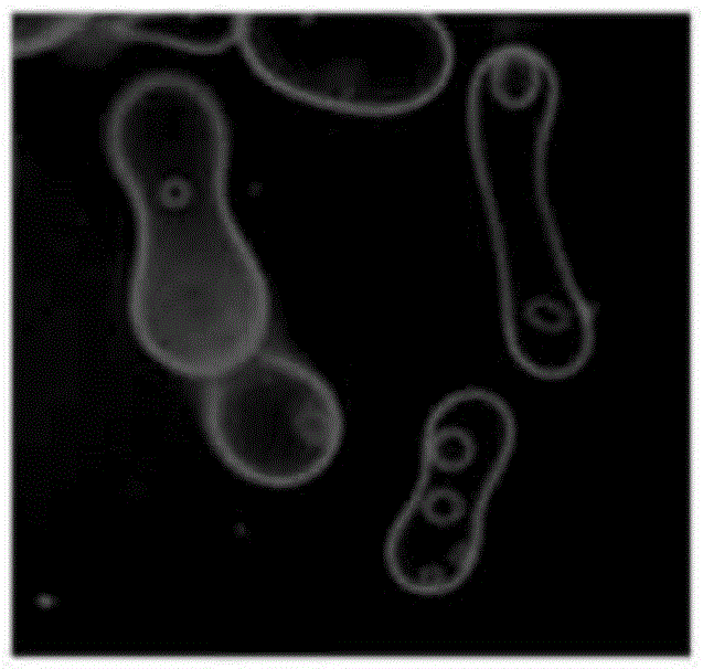 Preparation method of eukaryotic cell model