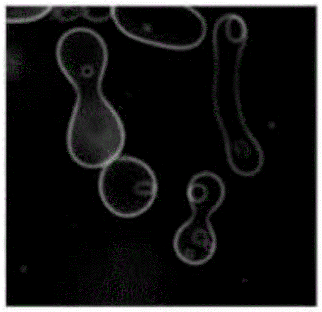 Preparation method of eukaryotic cell model