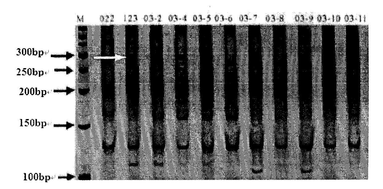 Method for rapidly identifying switchgrass hybrids by SSR (simple sequence repeat) molecular marker technology