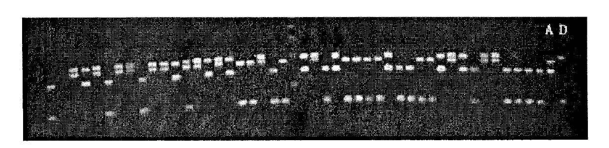 Method for rapidly identifying switchgrass hybrids by SSR (simple sequence repeat) molecular marker technology
