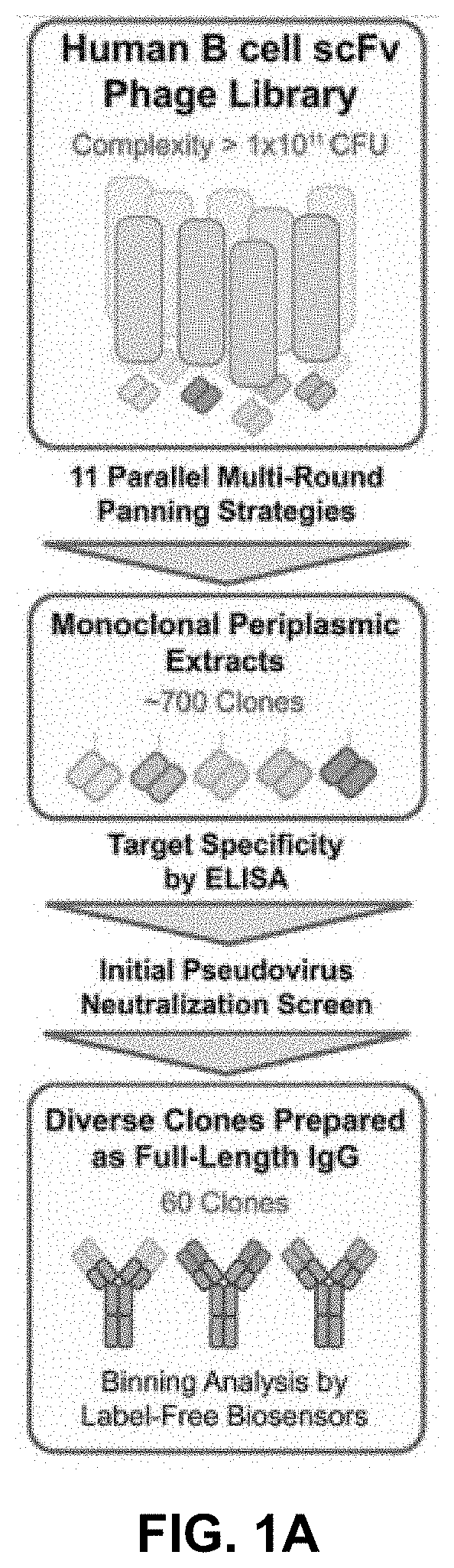 Anti-spike glycoprotein antibodies and the therapeutic use thereof