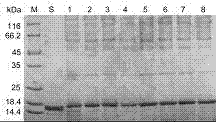 Recombinant ganoderma lucidum immunoregulatory protein mutant and application thereof