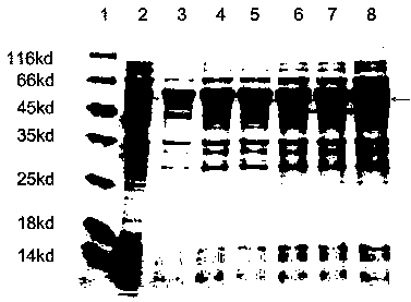 A kind of preparation method and application of tyrosyl tRNA synthetase mutant