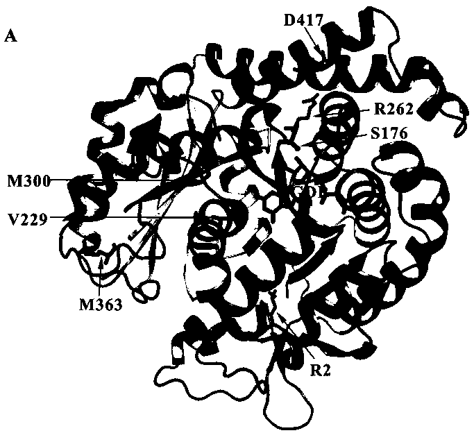 Type viii β-tubulin gene and kit for detecting female primary infertility