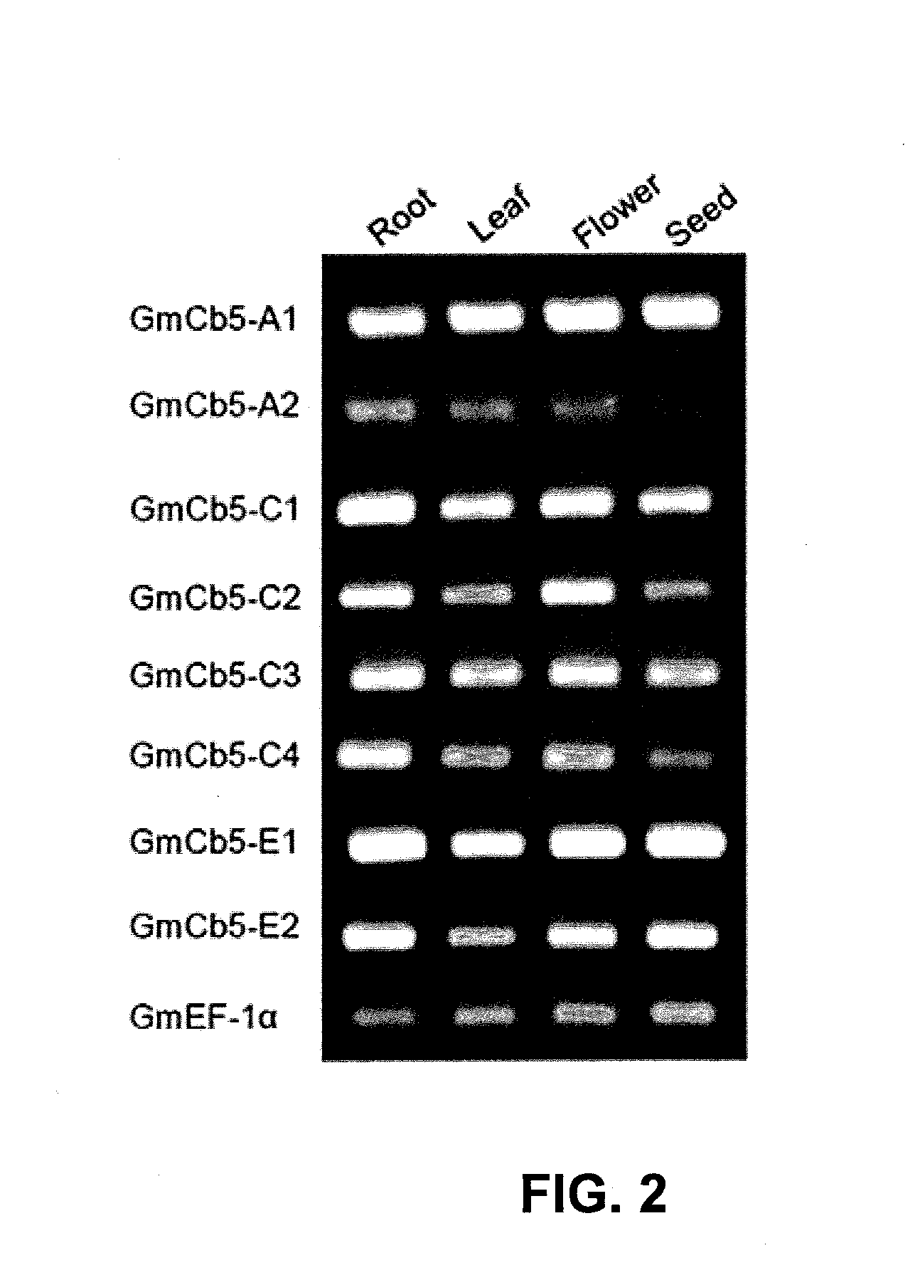 Plant genes associated with seed oil content and methods of their use