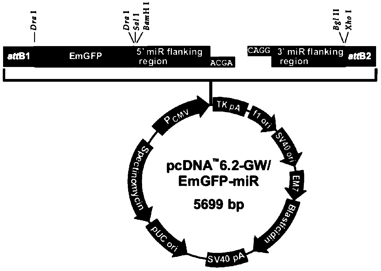 J avian leukosis virus subgroup env gene conserved sequence-based siRNA (Small Interfering RNA (Ribonucleic Acid)) recombinant interference carrier as well as preparation method and application thereof