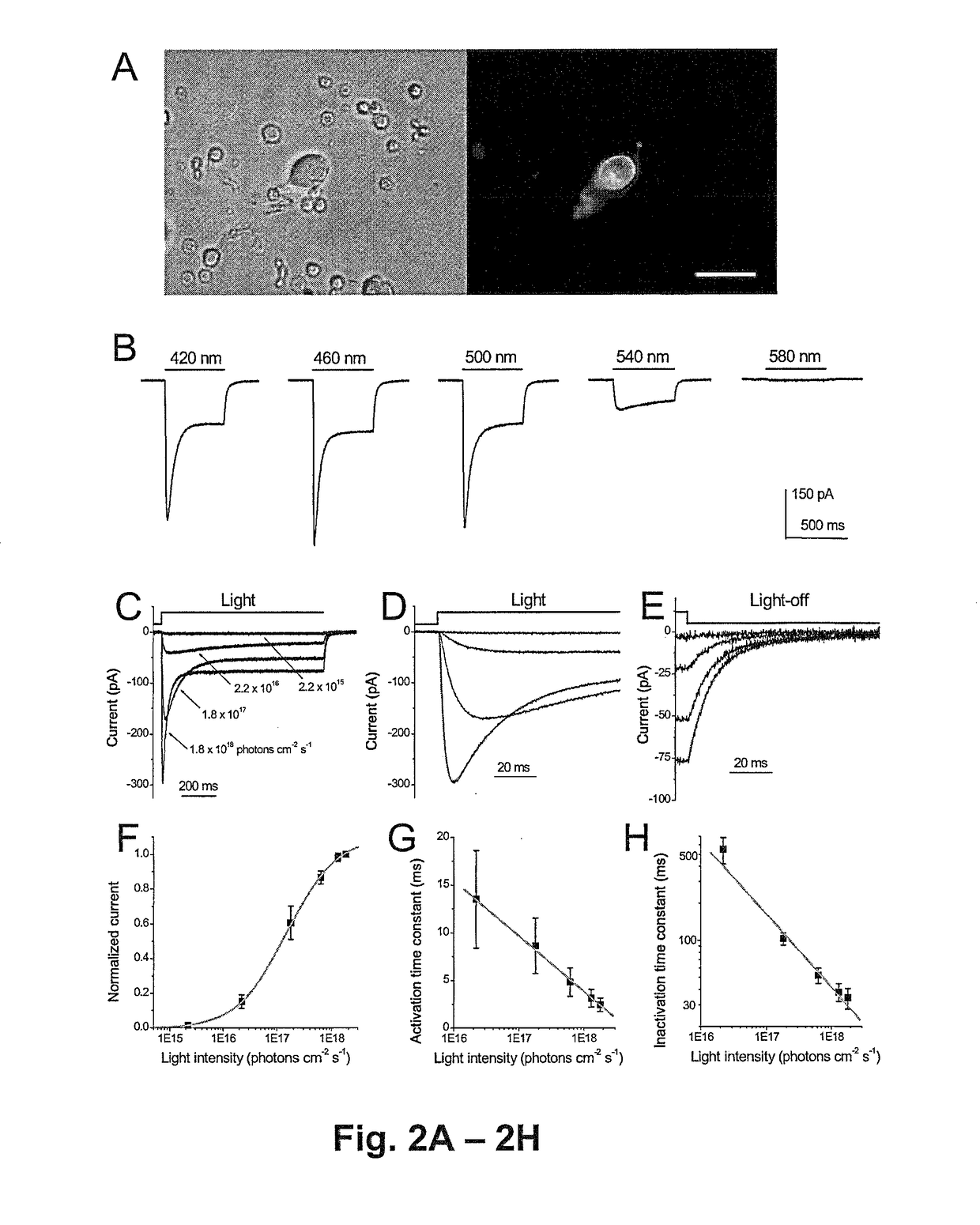 Restoration of visual responses by in vivo delivery of rhodopsin nucleic acids